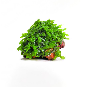 Monosolenium tenerum-Pellia on Rock Live Aquarium Plant