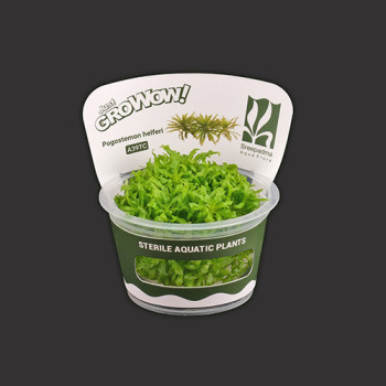 Pogostemon helferi TC Live Aquarium Plant