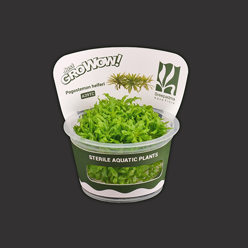 Pogostemon helferi TC Live Aquarium Plant
