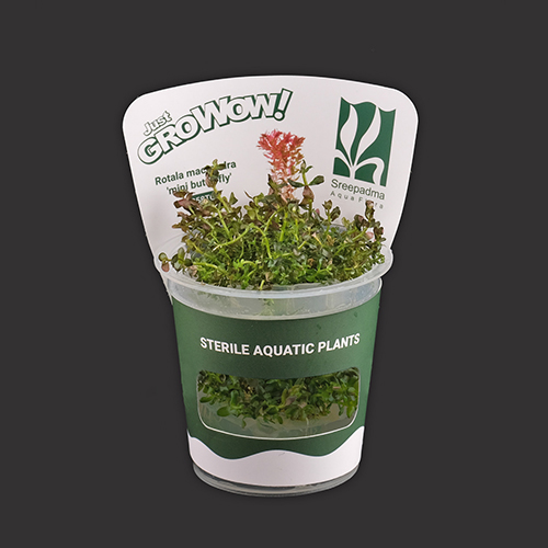 Rotala macrandra mini butterfly TC Live Aquarium Plant