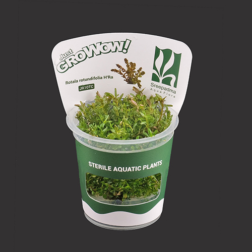 Rotala rotundifolia HRA TC Live Aquarium Plant