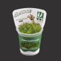 Rotala rotundifolia HRA TC Live Aquarium Plant