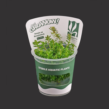 Rotala sp Bangladesh TC Live Aquarium Plant