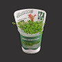 Rotala sp Ceylon TC Live Aquarium Plant