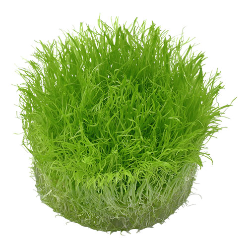 Utricularia graminifolia Bunch Live Aquarium Plant
