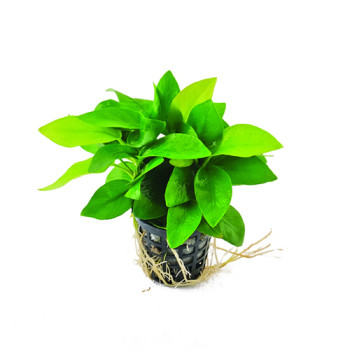 Anubias nana 'Gold' Live Aquarium Plant