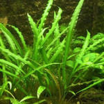 BackGround Plants