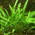 BackGround Plants
