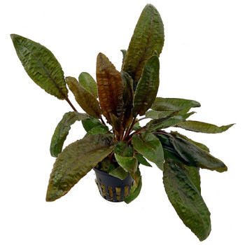 Cryptocoryne Wendtii Tropica Live Aquarium Plant
