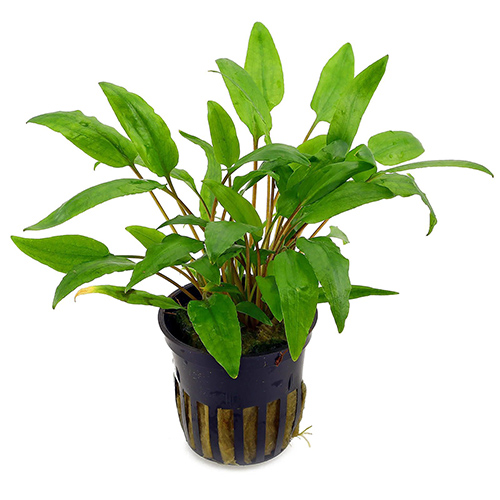 Cryptocoryne wendtii Green- Cup Live Aquarium Plant
