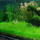 ForeGround Plants