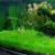 ForeGround Plants