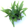 Java fern narrow leaf on Pot Live Aquarium Plant