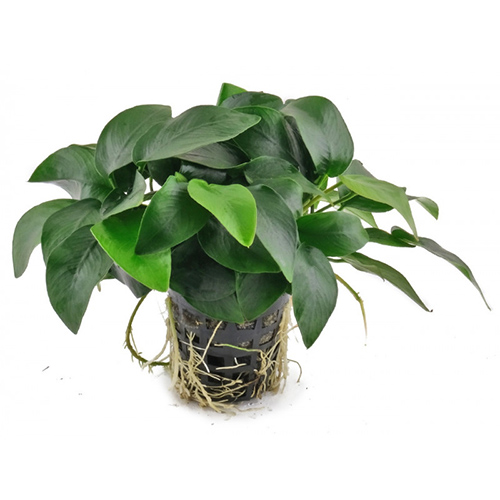 Anubias nana Live Aquarium Plant