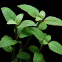 Acemella Repens Live Aquarium Plant