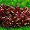 Alternanthera Reineckii Mini Live Aquarium Plant