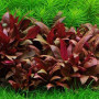 Alternanthera Reineckii Mini Live Aquarium Plant