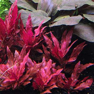 Alternanthera Reineckii Varigated Live Aquarium Plant