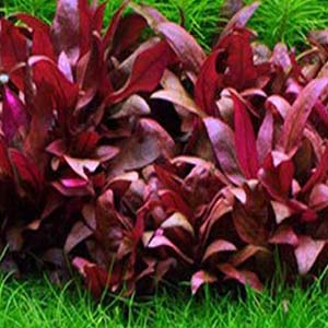 Alternanthera Sp Burgundy Live Aquarium Plant