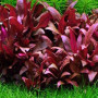 Alternanthera Sp Burgundy Live Aquarium Plant