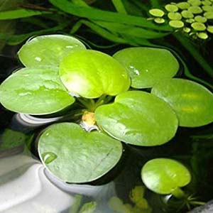 Amazon Frogbit Live Aquarium Plant