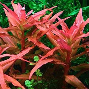 Ammania Gracilis Live Aquarium Plant