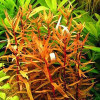 Ammania Senegalensis Live Aquarium Plant