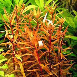 Ammania Senegalensis Live Aquarium Plant