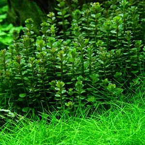 Ammania Sp. Bonsai Live Aquarium Plant