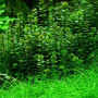 Ammania Sp. Bonsai Live Aquarium Plant