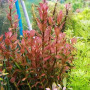 Ammania Sp. Sulawesi Live Aquarium Plant