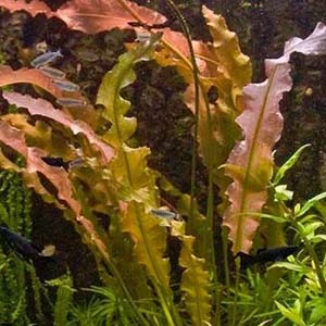 Aponogeton Crispus Live Aquarium Plant