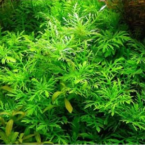 Aquarose Variegated Live Aquarium Plant