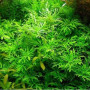 Aquarose Variegated Live Aquarium Plant