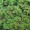 Azolla Caroliniana Live Aquarium Plant