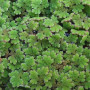 Azolla Caroliniana Live Aquarium Plant