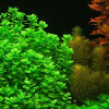 Bacopa Australis Live Aquarium Plant