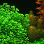 Bacopa Australis Live Aquarium Plant