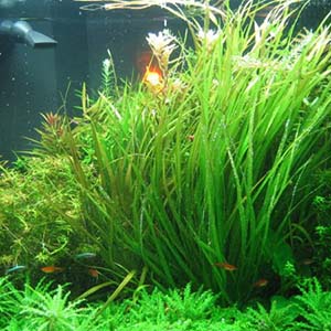Blyxa Aubertii Aquarium Plant