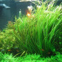 Blyxa Aubertii Aquarium Plant