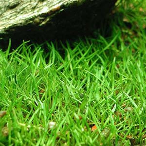 Brazilian Microsword Live Aquarium Plant