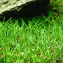 Brazilian Microsword Live Aquarium Plant