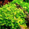Cardamine Lyrata Live Aquarium Plant