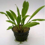 Crypt. Cognatoides Live Aquarium Plant