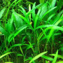 Crypt. Nevilli Live Aquarium Plant