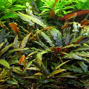 Crypt. Wenditti Small Live Aquarium Plant