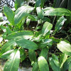 Cryptocoryne Ciliata Live Aquarium Plant