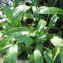 Cryptocoryne Ciliata Live Aquarium Plant