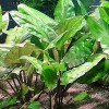 Cryptocoryne Pontederiifolia Live Aquarium Plant