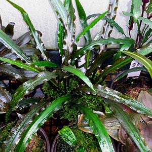 Cryptocoryne Spiralis Red Live Aquarium Plant